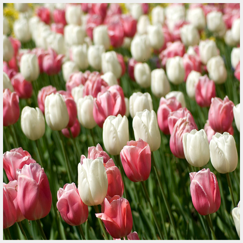 tulip field pink white