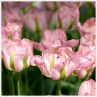 tulips greenland