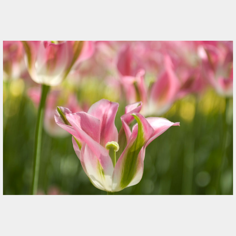 tulip formosa