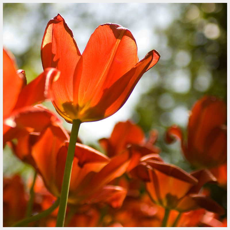 tulip kings mountain